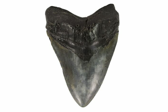 Bargain, Fossil Megalodon Tooth - South Carolina #122246